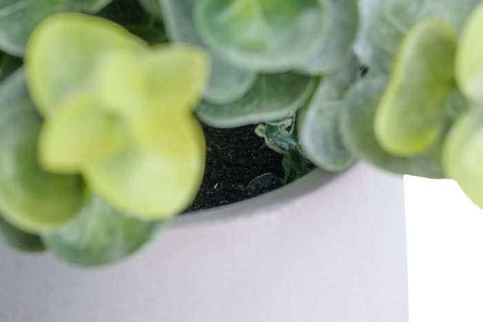 Konstväxt Buxbom Ø7,4 x 19 cm